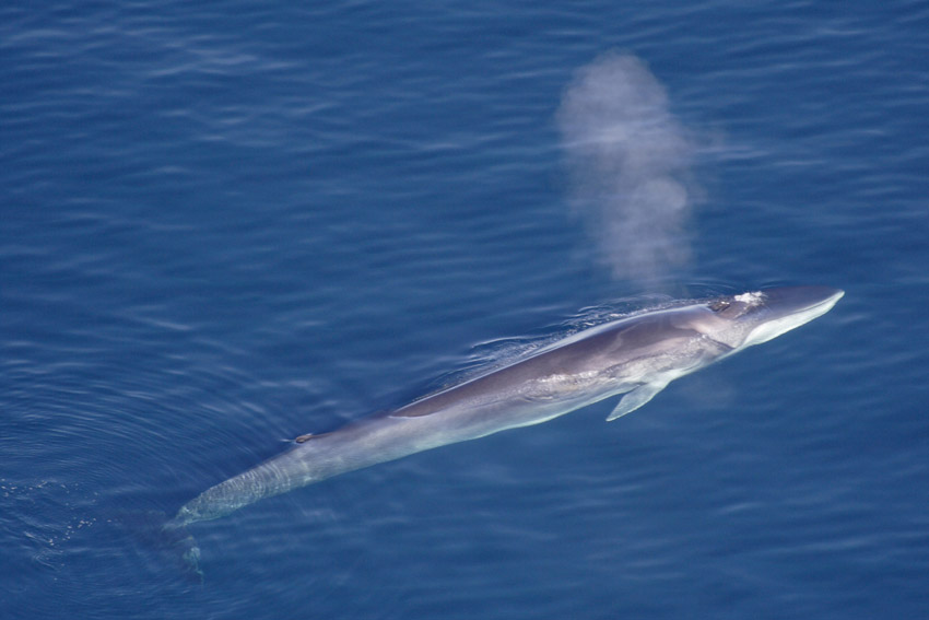 Fin whales- Facts and Pictures - Balaenoptera physalus